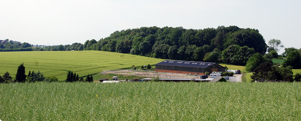 Islandpferde Meiersberg